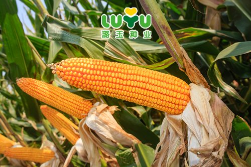 潞玉50玉米品种介绍图片