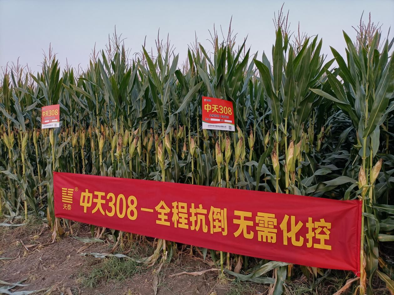 图片1.png
