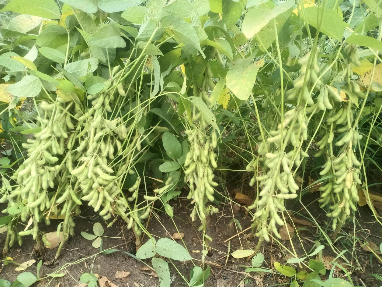 图片3.png 图片3.png