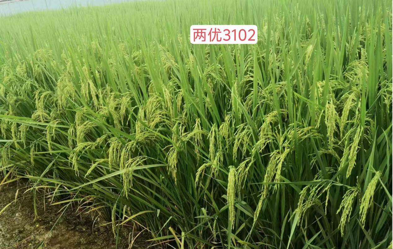 图片4.png 图片4.png