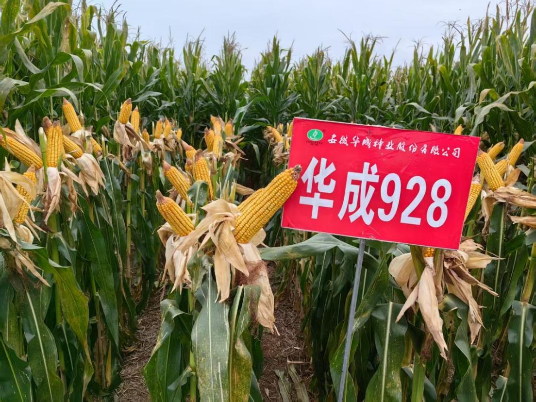 图片17.png 图片17.png